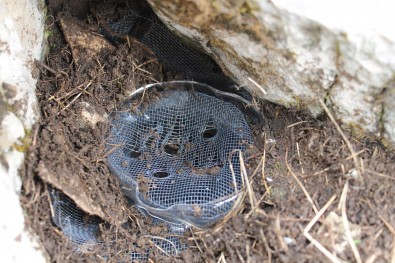 zamke za pedofaunu / pitfall traps for food availability study